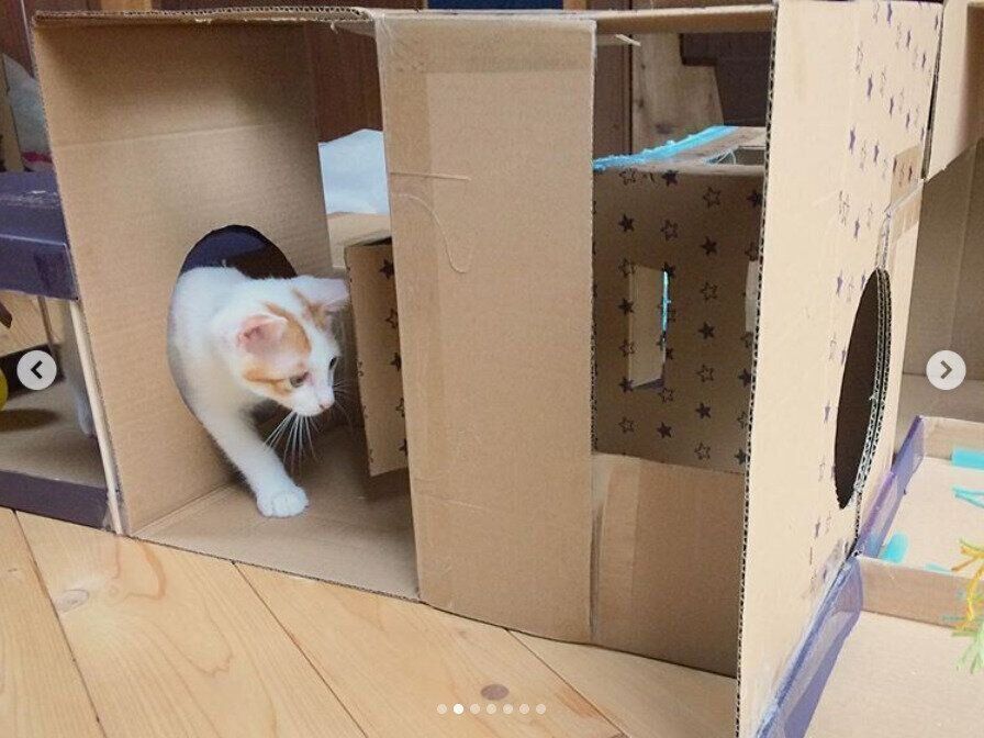 段ボール迷路で遊ぶジョーくん