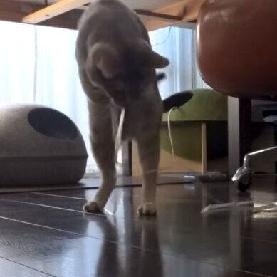 ビニール紐大好きクリエちゃん