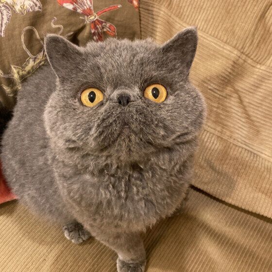 見つめるセルカークレックス