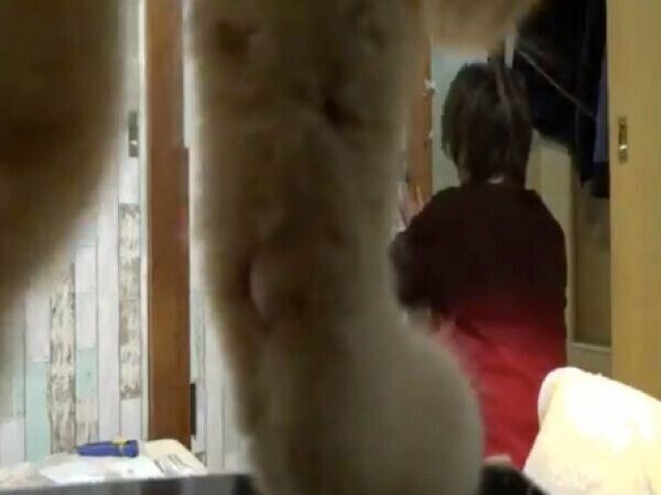 忍び寄る番長くん