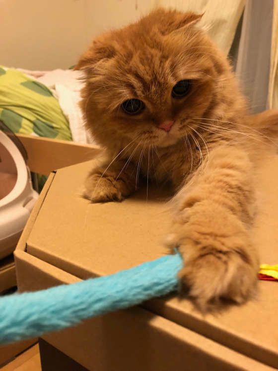 おもちゃを捕まえるスコティッシュフォールド