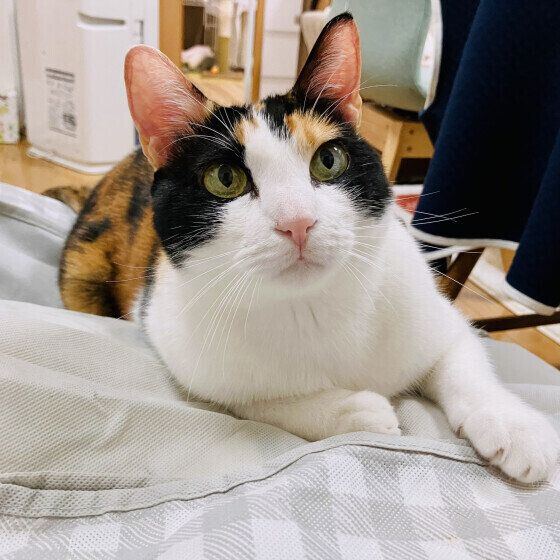 遊びたそうに見つめてくるミケ猫