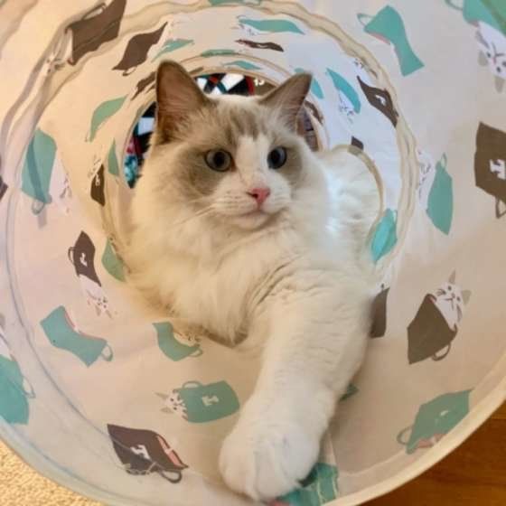 遊ぶラグドール