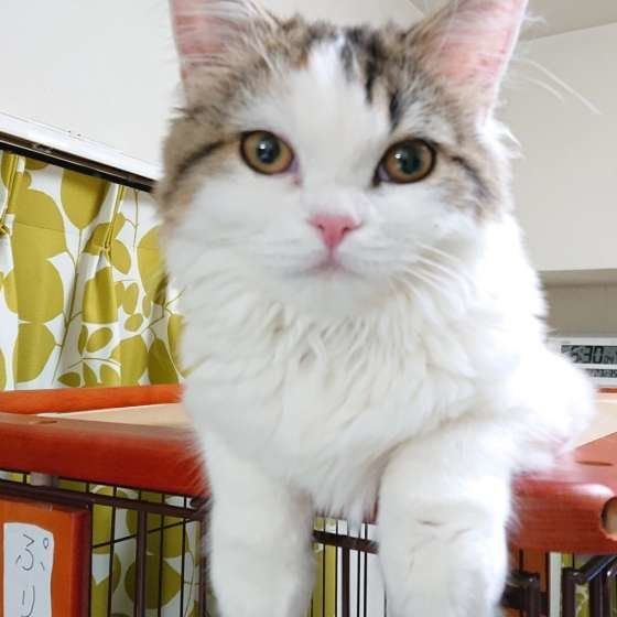 カメラ目線のスコティッシュフォールド