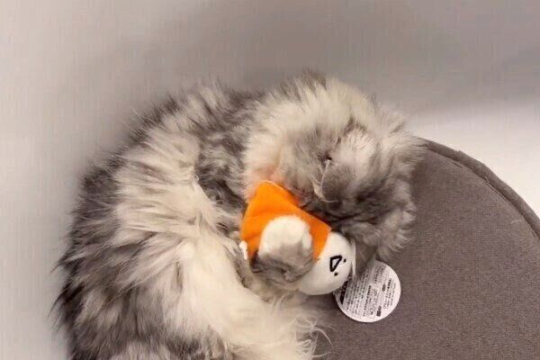 ぬいぐるみにハグするこゆきちゃん