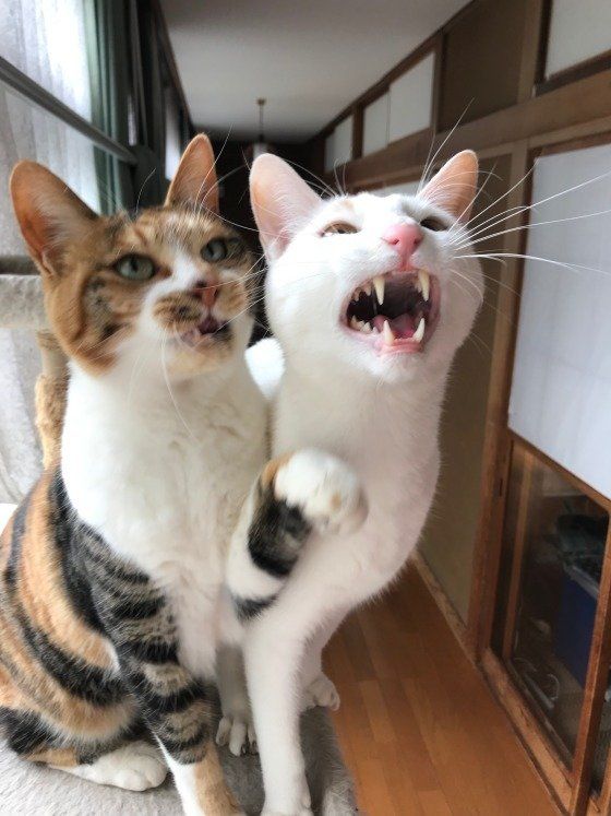 チュールをねだる猫（MIX、オス）