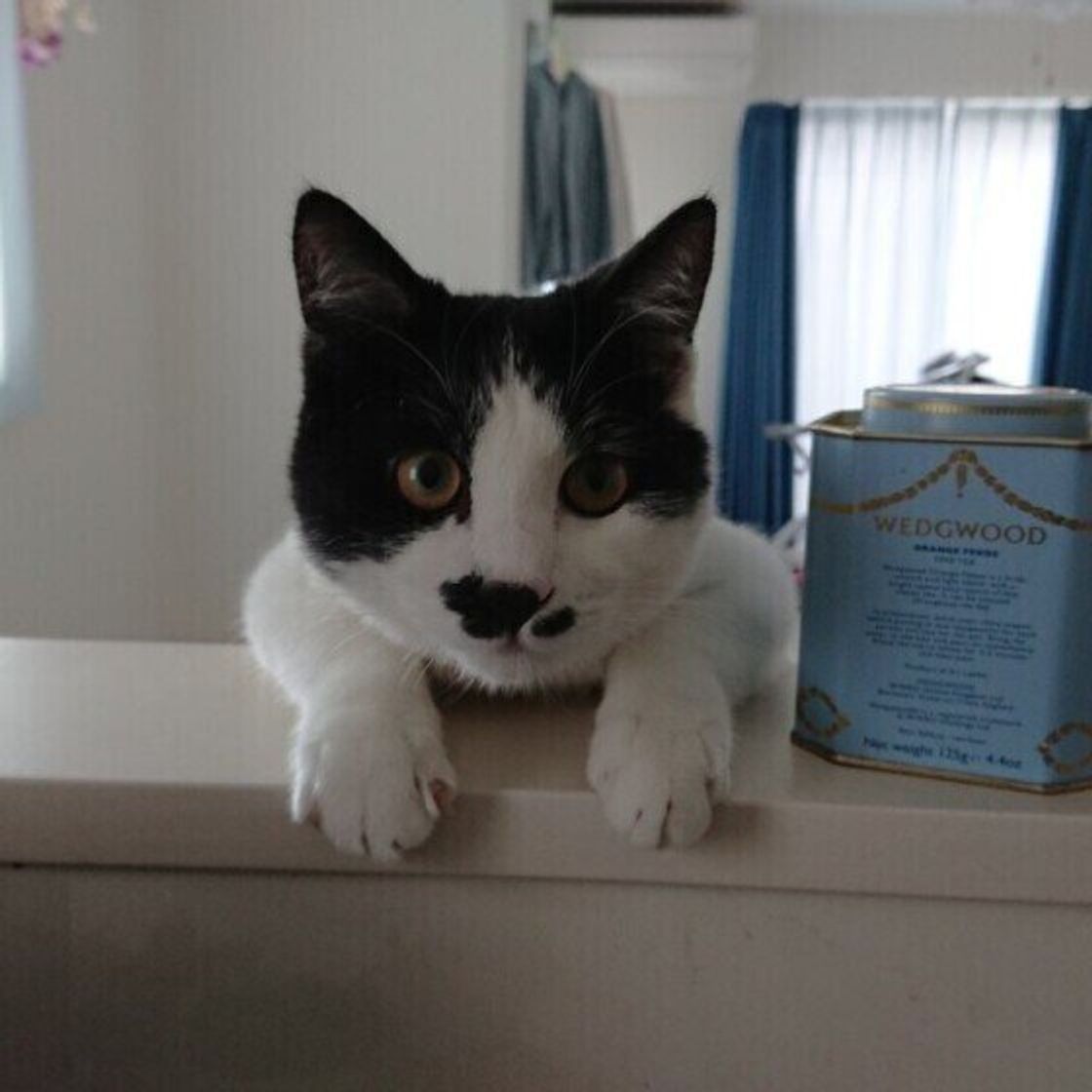 白 黒ハッキリとした毛柄がカッコイイ 白黒猫 にまつわる特徴を解説 ねこのきもちweb Magazine 白 黒ハッキリとした毛柄がカッコイイ 白黒猫 にまつわる特徴を解説 ねこのきもちweb Magazine