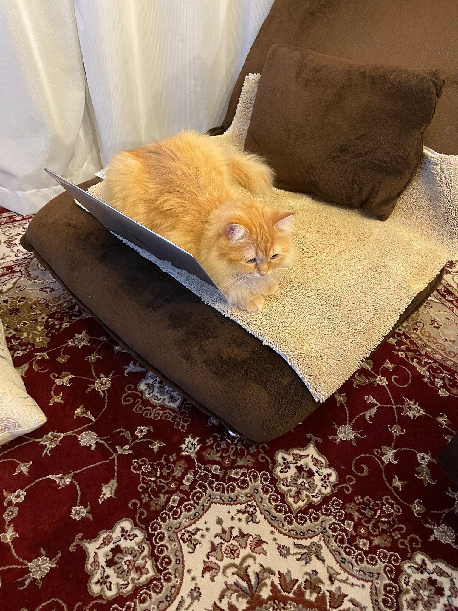 パソコンの上に乗るエマちゃん