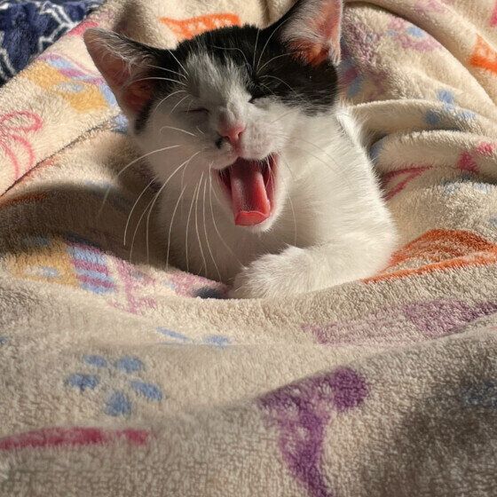 あくびをするあんこちゃん（MIX）