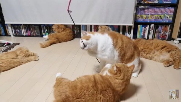 猫じゃらしで遊ぶマンチカン