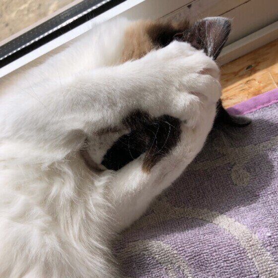 目隠しをするトト子ちゃん