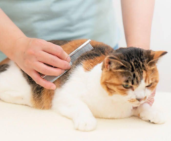 ブラッシングされる猫