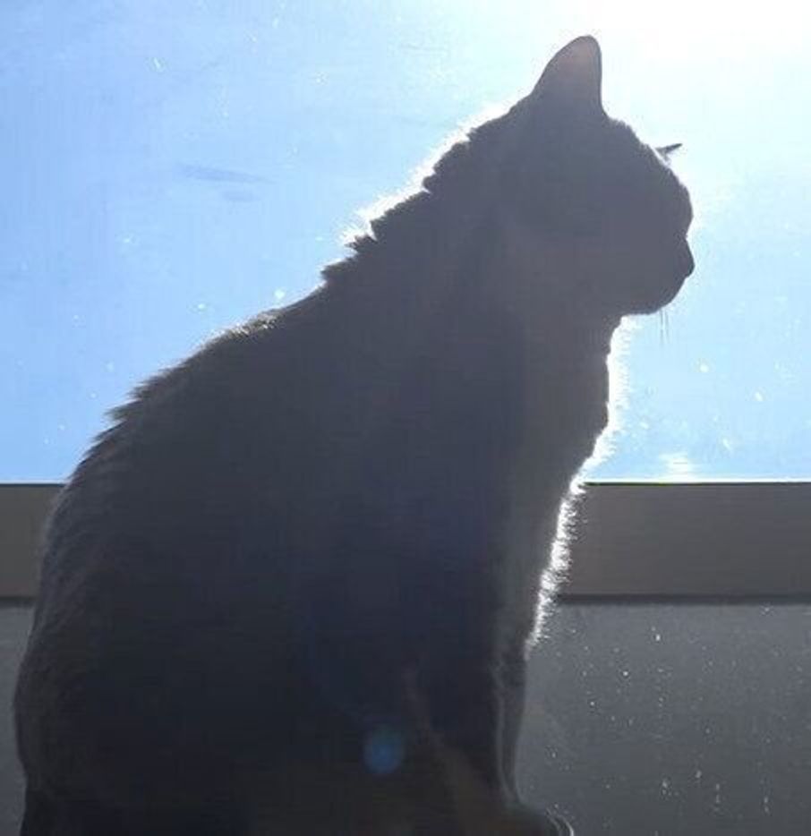 ご利益ありそう 日向ぼっこしてたら後光が差して 神々しく なっちゃった猫 ねこのきもちweb Magazine ご利益ありそう 日向ぼっこしてたら後光が差して 神々しく なっちゃった猫 ねこのきもちweb Magazine