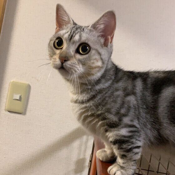 マンチカンのこはるちゃん