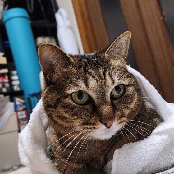 ランちゃん（MIX）