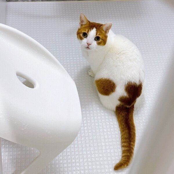 お風呂場が大好きなもち丸くん