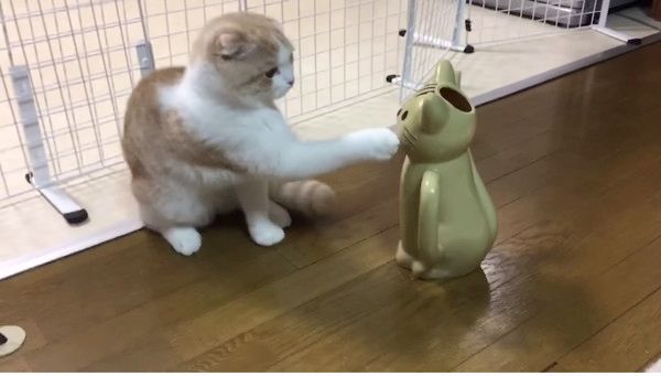 ジョウロにビビる猫