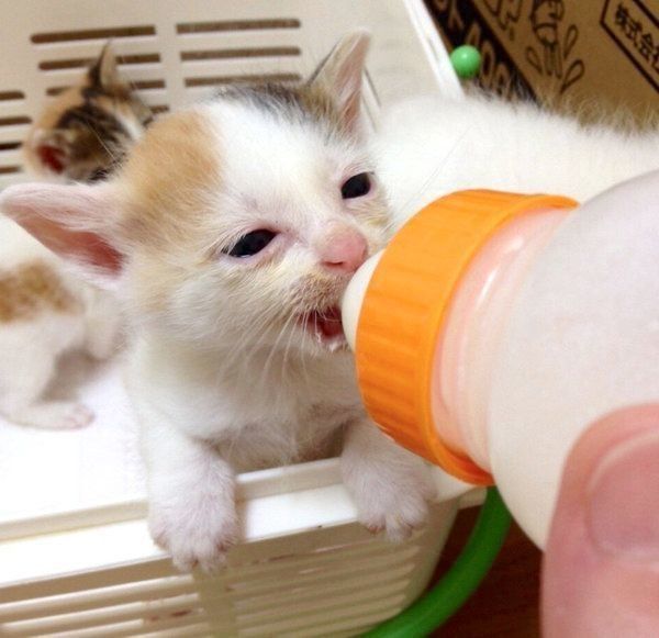 子猫時代のカンナちゃん