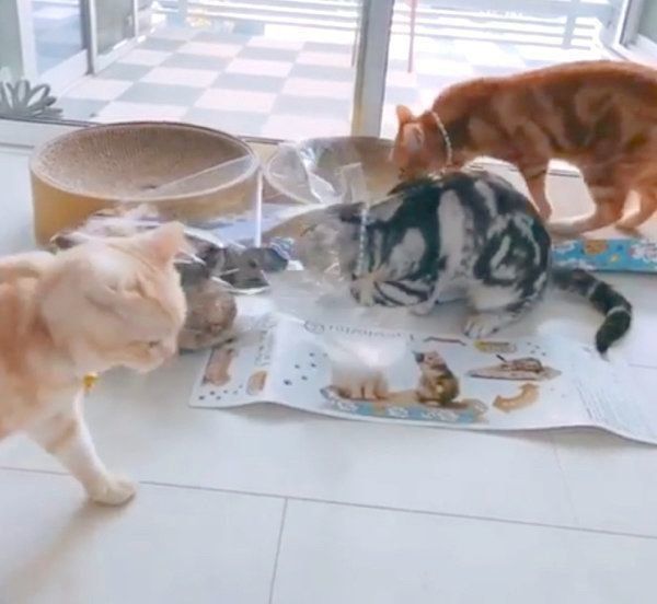 「爪とぎ器」を新調してもらったアメリカンショートヘアとミヌエット