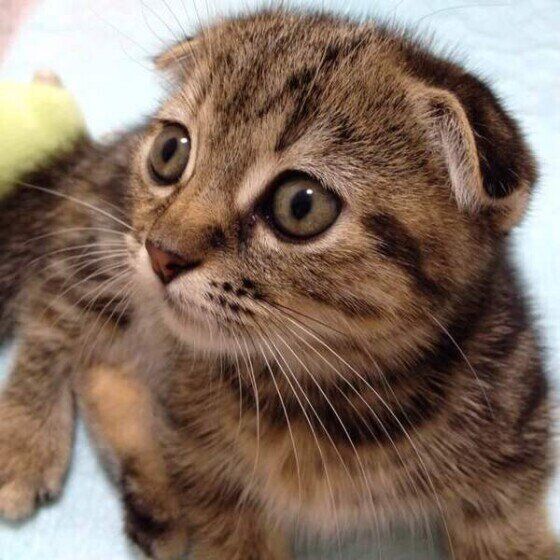 マンチカンのあずきくん