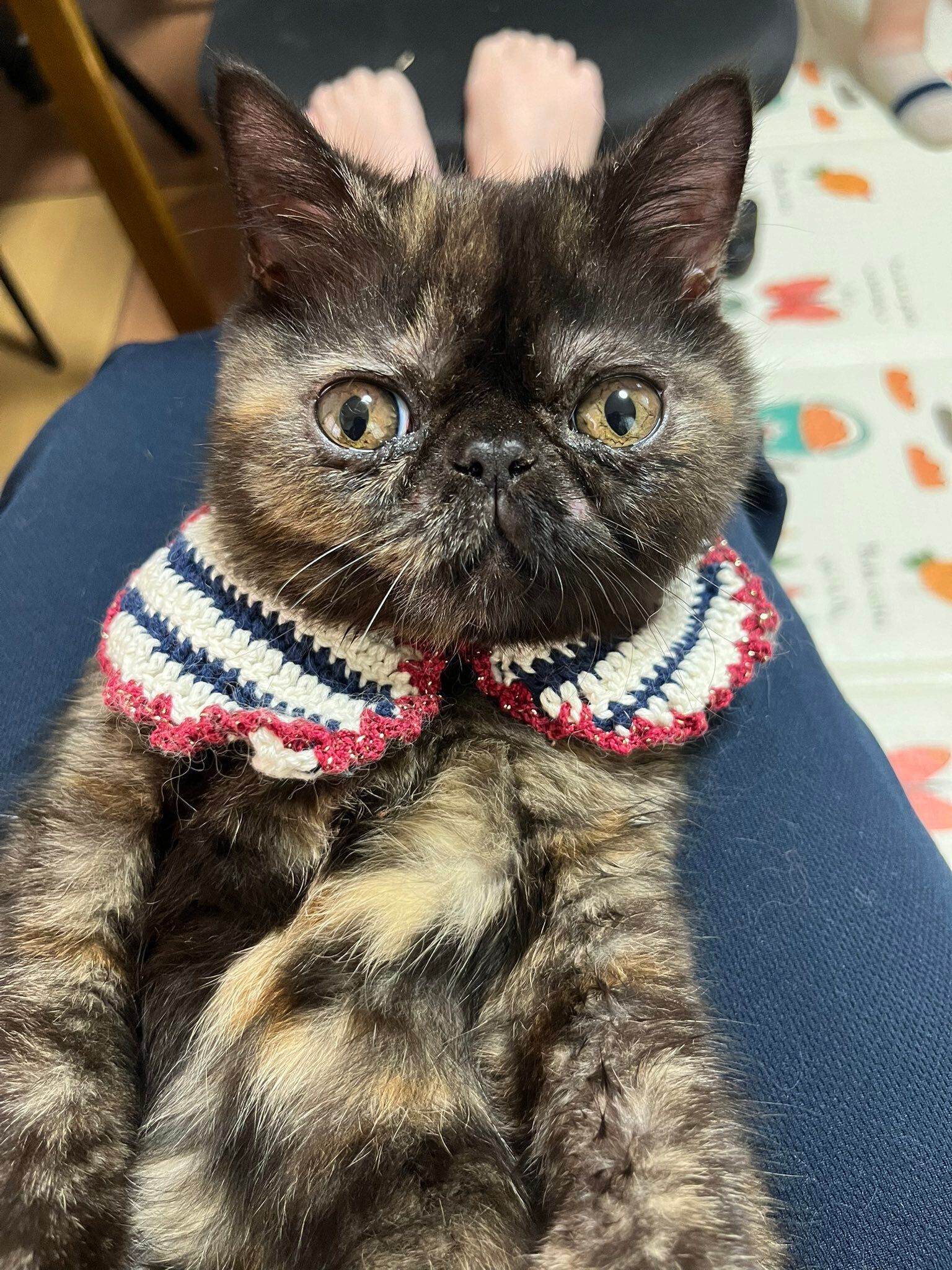 生後約4カ月のエキゾチックロングヘア