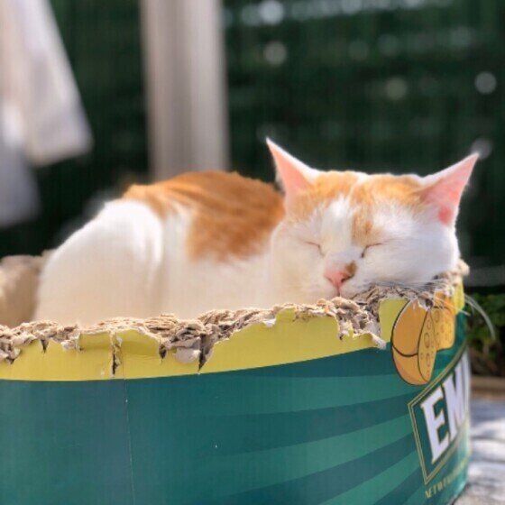 茶白MIXのキナコちゃん