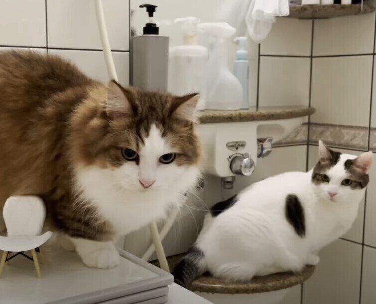 お風呂場にいる猫