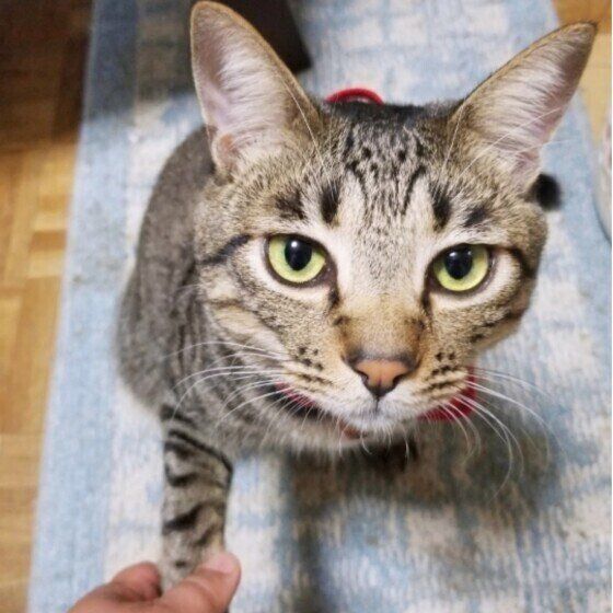 ドヤ顔でお手をするカッキーくん