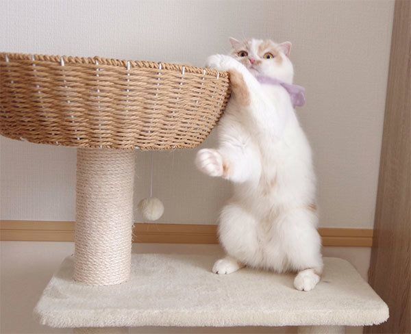 立ち上がるホイちゃん