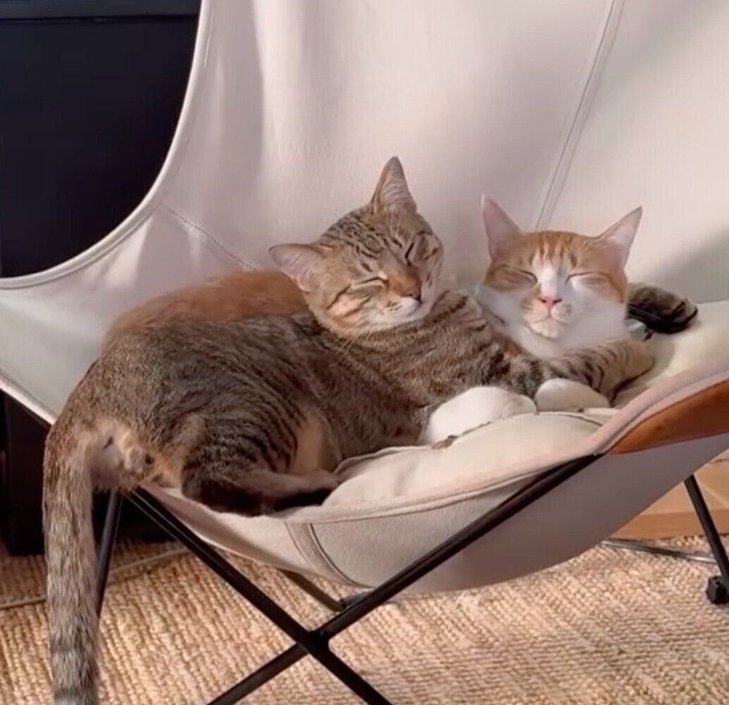 くっついて眠るマロくん、ツナくん