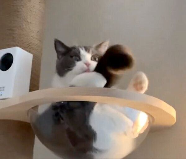 自分のしっぽを捕まえようとするおもちちゃん