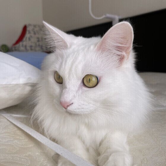 Mix（白）の美優ちゃん♪