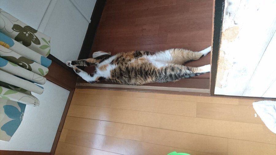 部屋の境目でへそ天する猫