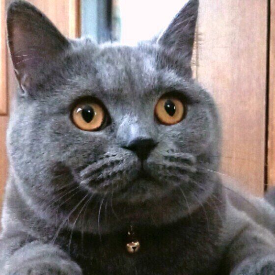 ブリティッシュショートヘアのモコちゃん