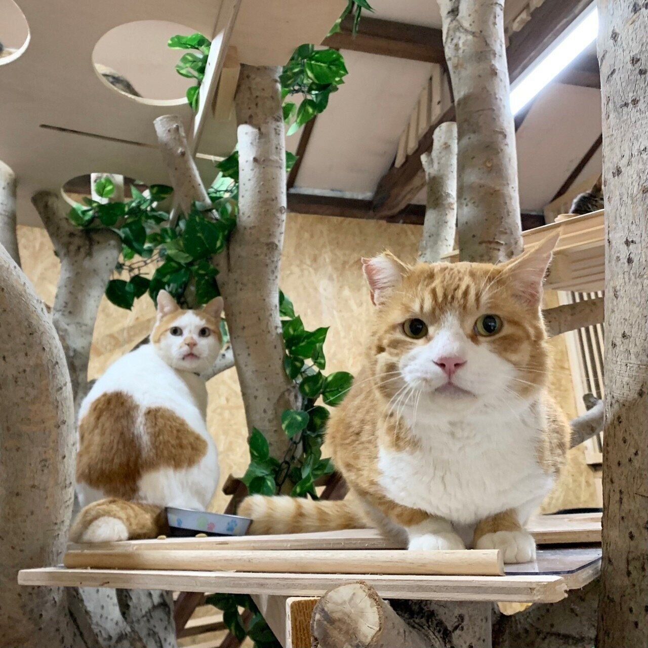 ストレス軽減のために設置した大木で遊ぶ猫たち
