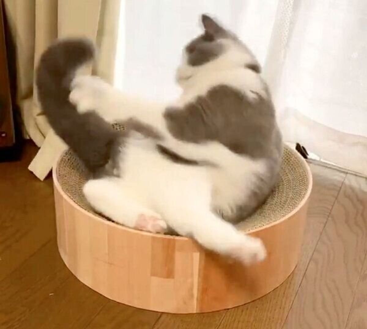 それ 自分のしっぽだよ ひとり遊びをする猫の 激しめな動き が笑える ねこのきもちweb Magazine それ 自分のしっぽだよ ひとり遊びをする猫の 激しめな動き が笑える ねこのきもちweb Magazine