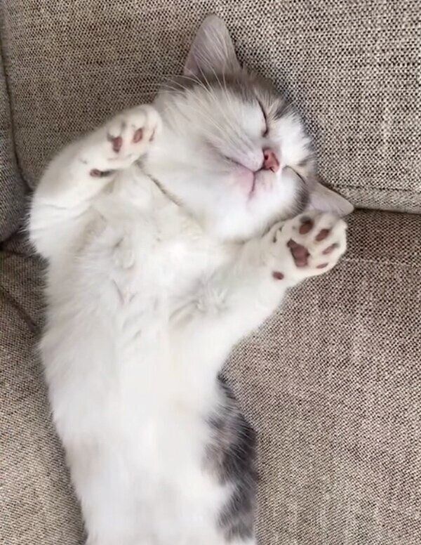 貴重なヘソ天ポーズを披露するチノちゃん