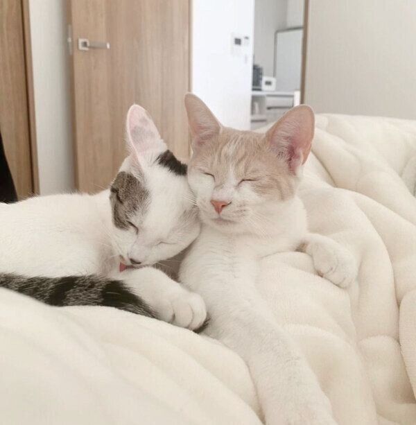 仲良しなコメちゃんとミソくん