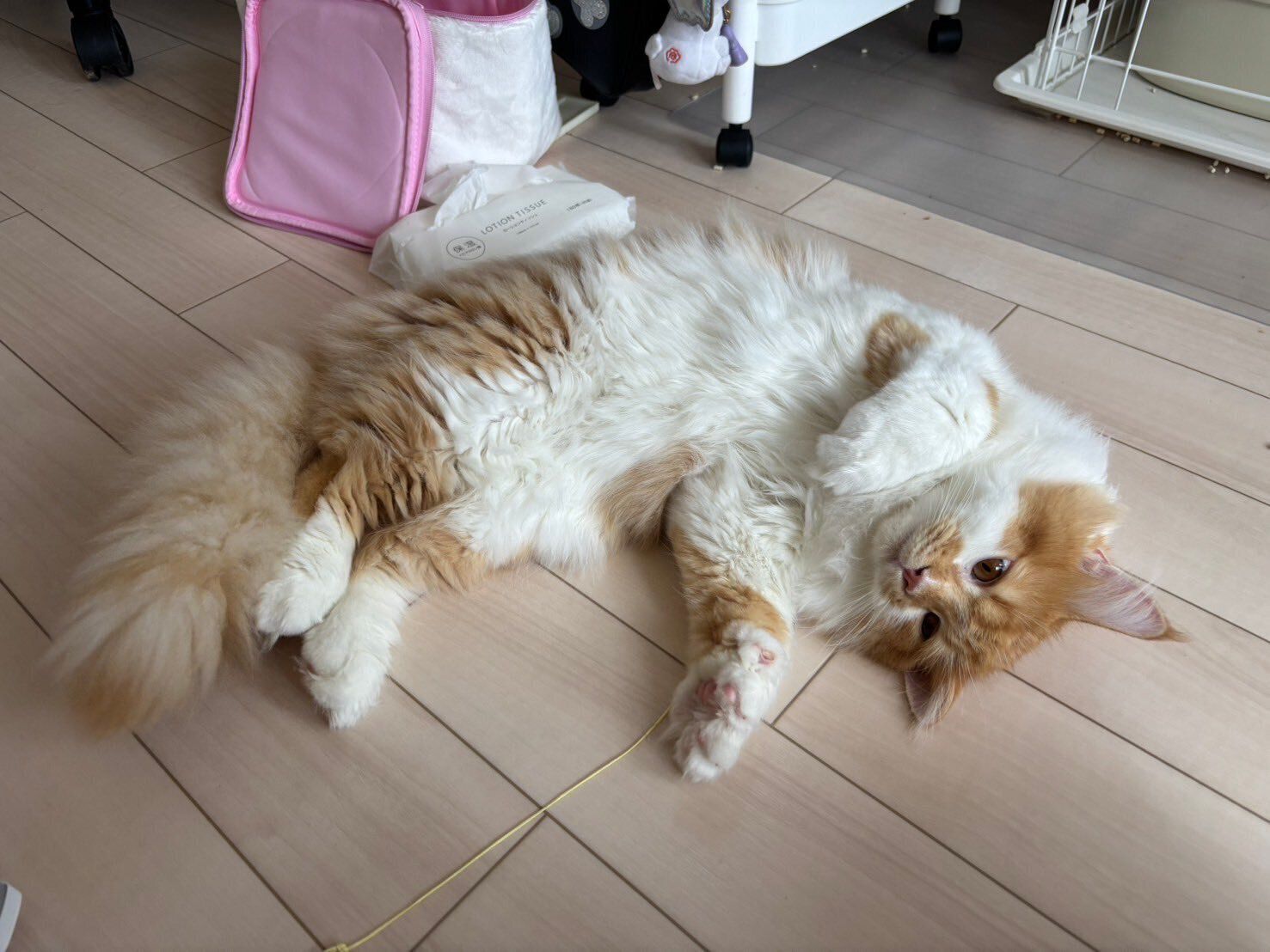 お腹を見せて寝転ぶサイベリアン