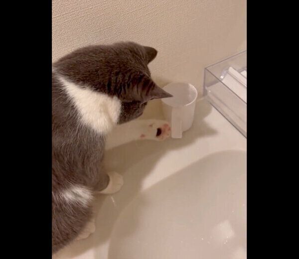 コップを触るおにぎりくん