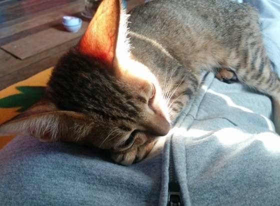 ご主人様と一緒♥MIXキジトラのGen