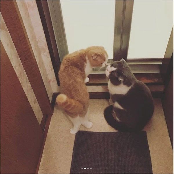 お風呂の順番待ちニャンズ