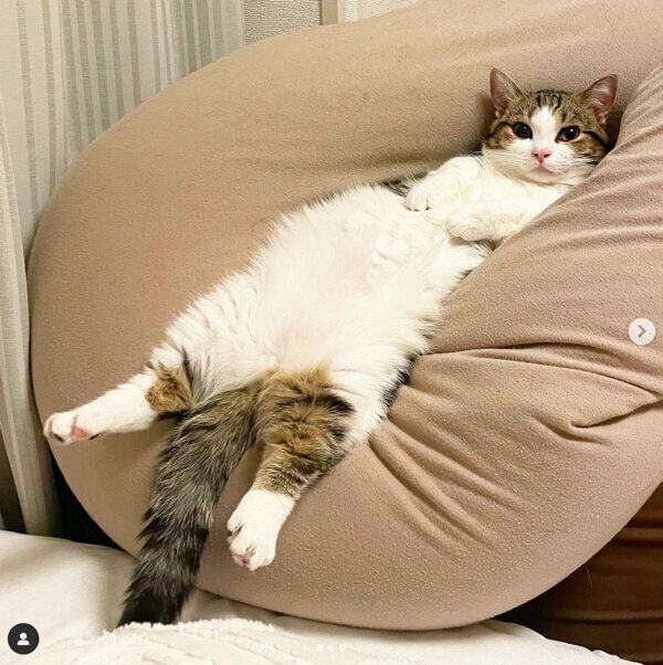 ヨギボーでくつろぐ琥太郎くん