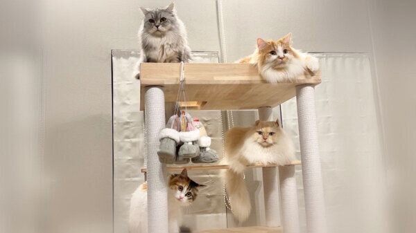 キャットタワーに集合する猫たち
