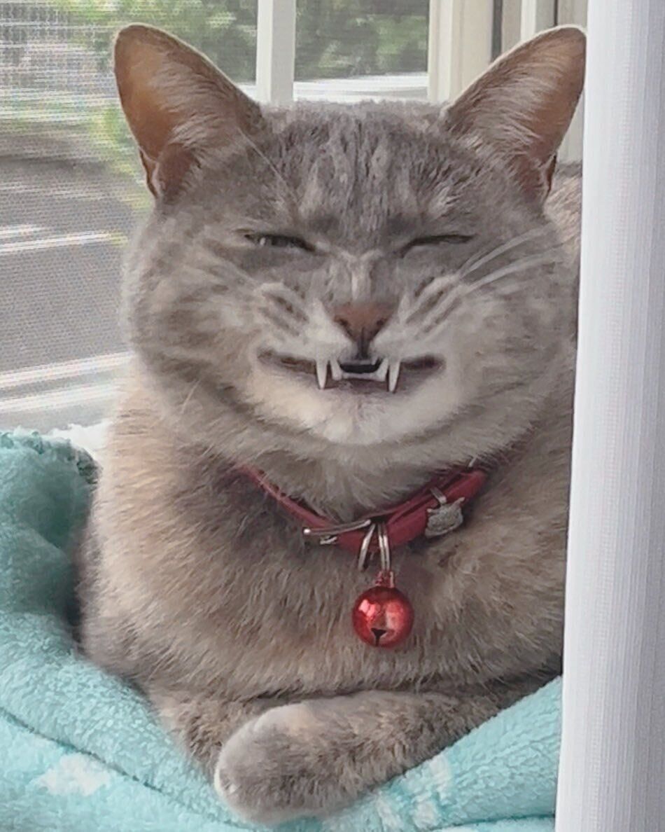 豊かな表情がかわいいNIAちゃん