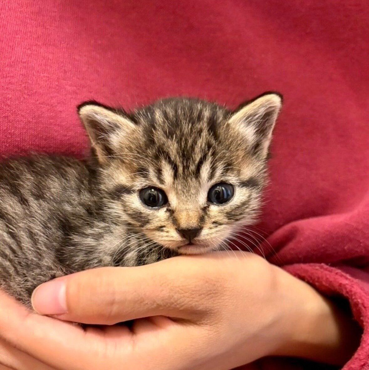 お迎え当時のあんずちゃん