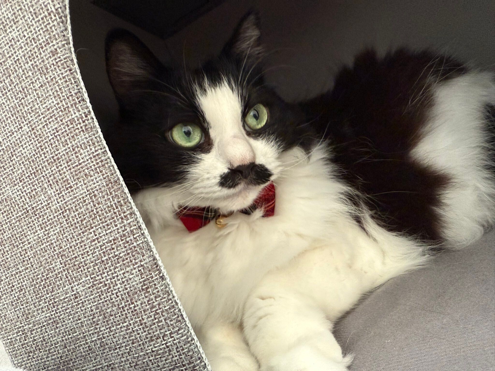 まったりするむぎちゃん