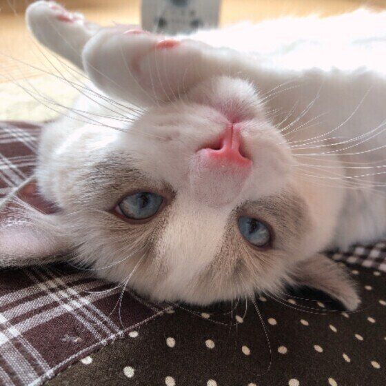 くつろぐラグドール