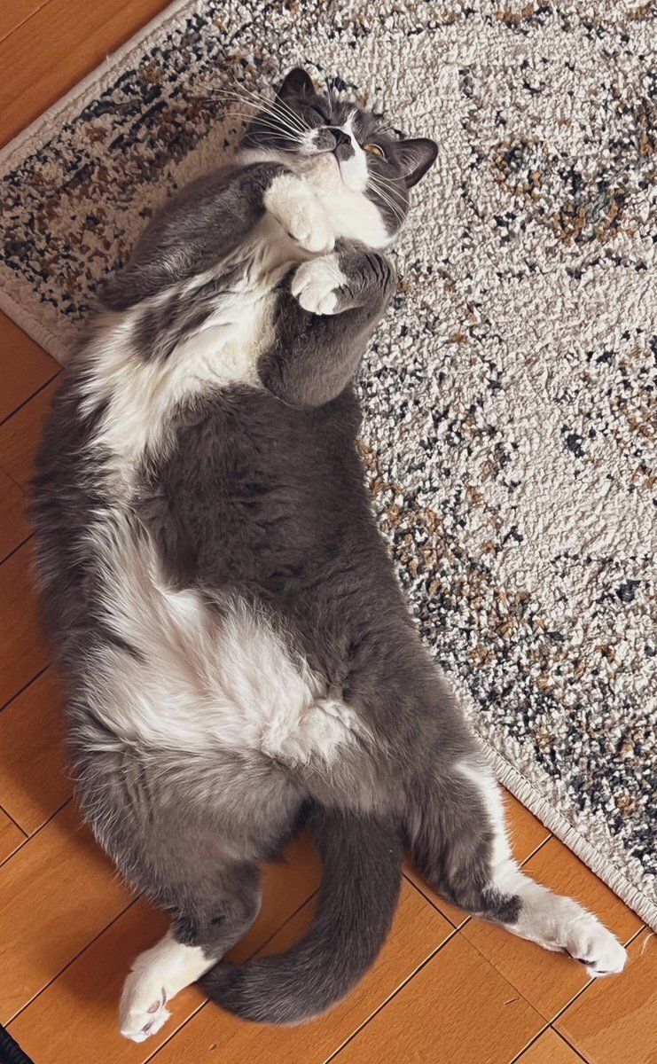 仰向けになっているブリティッシュショートヘア