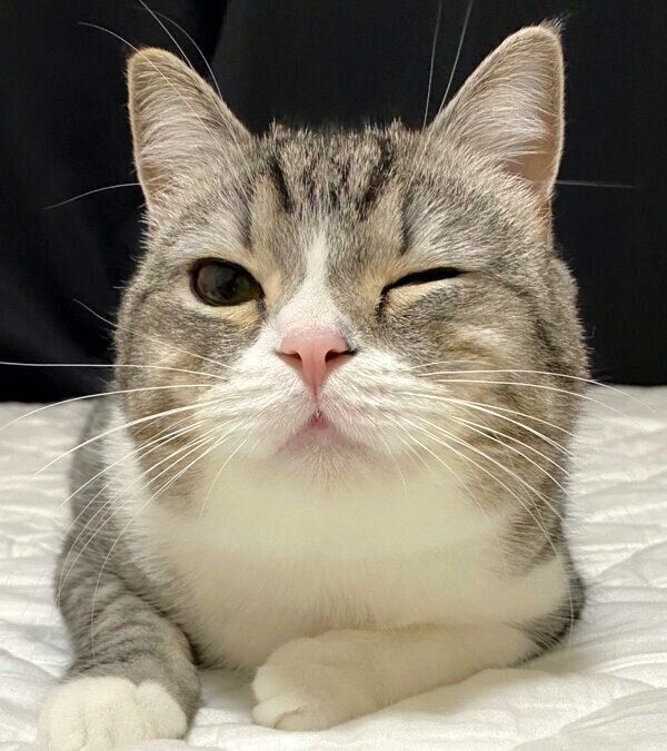 ウインクするもちまるくん